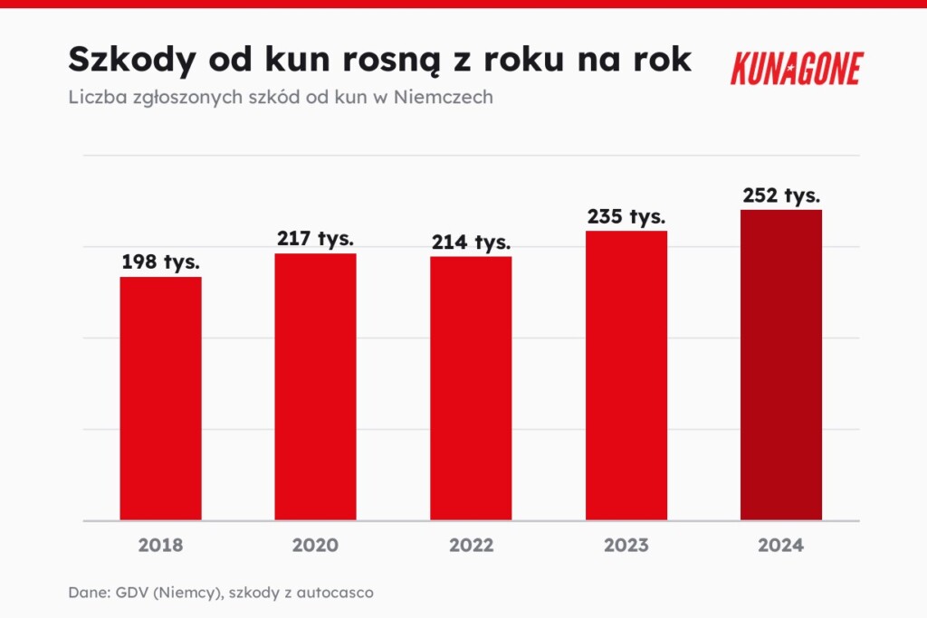 Szkody od kun rosną z roku na rok, liczba zgłoszonych szkód wg danych ubezpieczycieli GDV